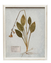 White Framed Botanical Art, 6 styles