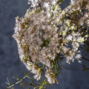 Queen Anne's Lace, Blush