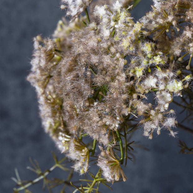 Queen Anne's Lace, Blush