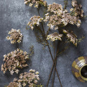 Queen Anne's Lace, Blush