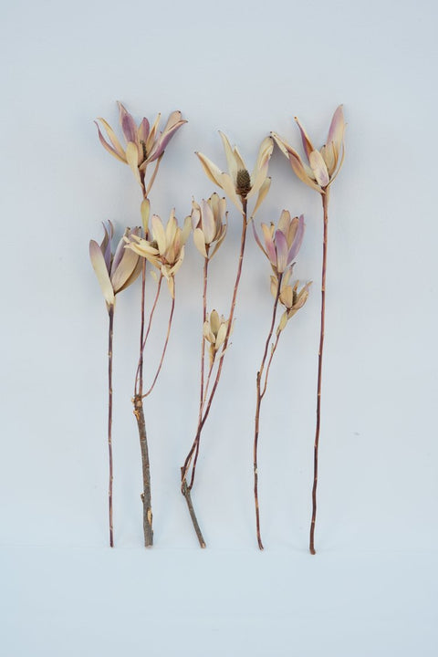 Dried Leucadendron 'Salignum'