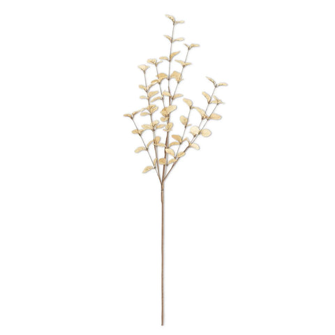 Eucalyptus Bunch, Desert