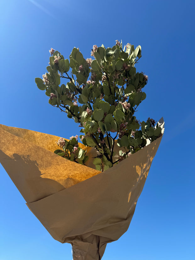 Dried Manzanita Branch