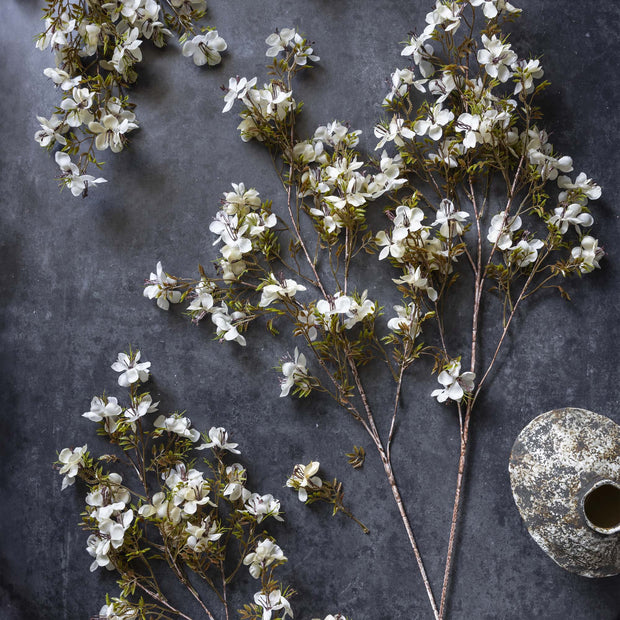 Prunus Blossom, Cream