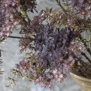 Queen Anne's Lace, Purple