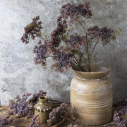 Queen Anne's Lace, Purple