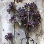 Queen Anne's Lace, Purple