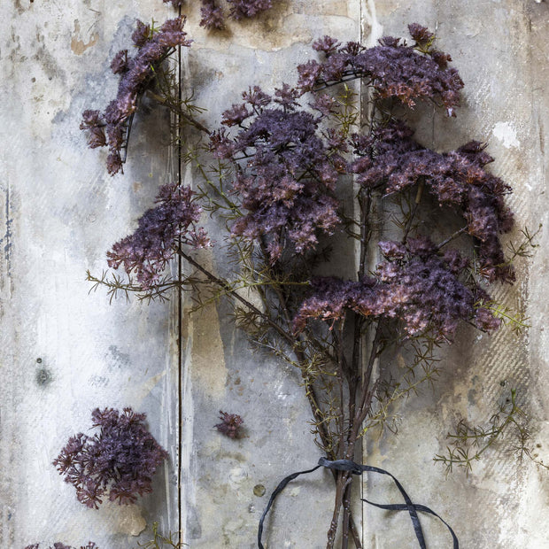 Queen Anne's Lace, Purple