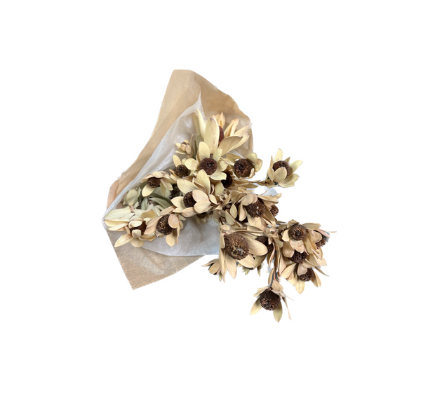 Dried Leucadendon Lennox