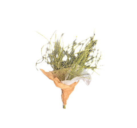 Dried Green Mustard Branch