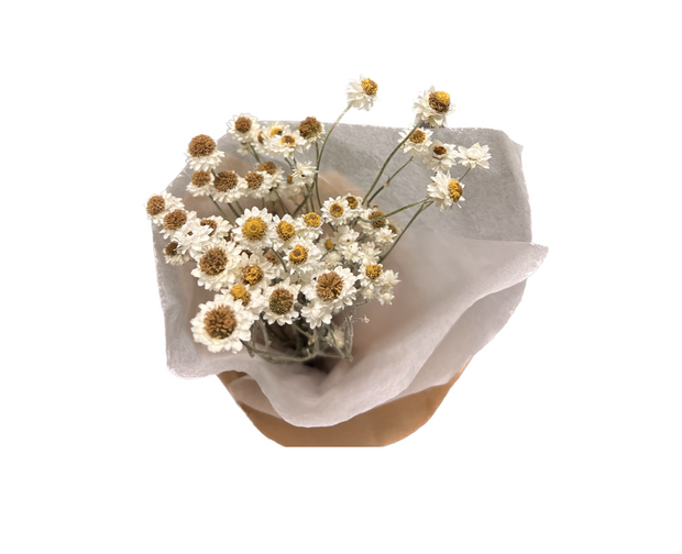Dried Winged Everlasting