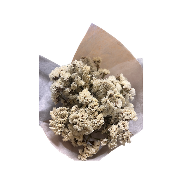 Dried White Statice