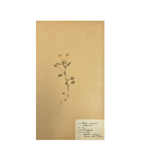 Vintage Pressed Botanical Art