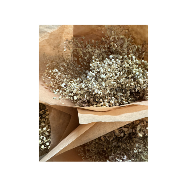 Dried Hoary Cress - light pink