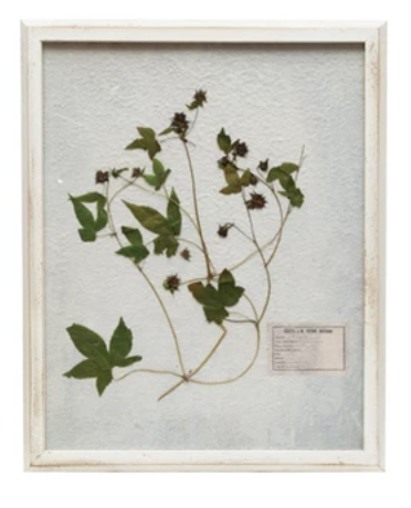 White Framed Botanical Art, 6 styles