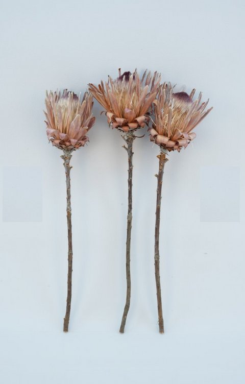 Dried Protea Pink Ice