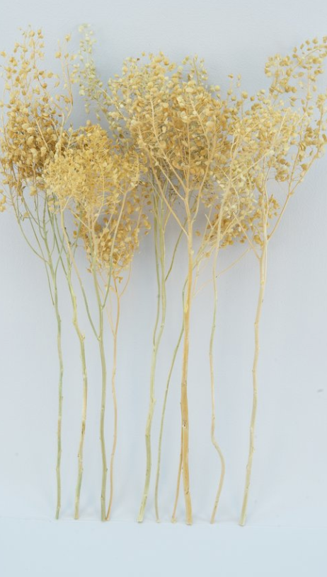 Dried Hoary Cress, Tan