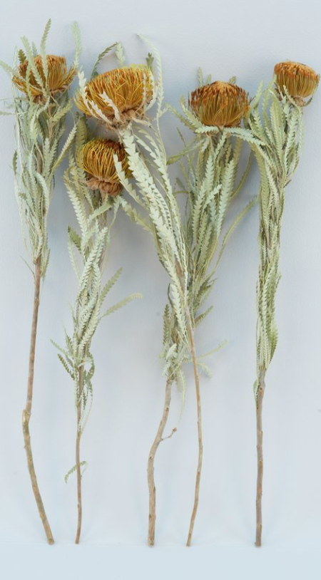 Dried Banksia Formosa