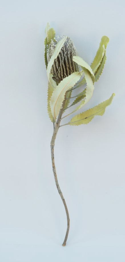 Dried Banksia Menziesii