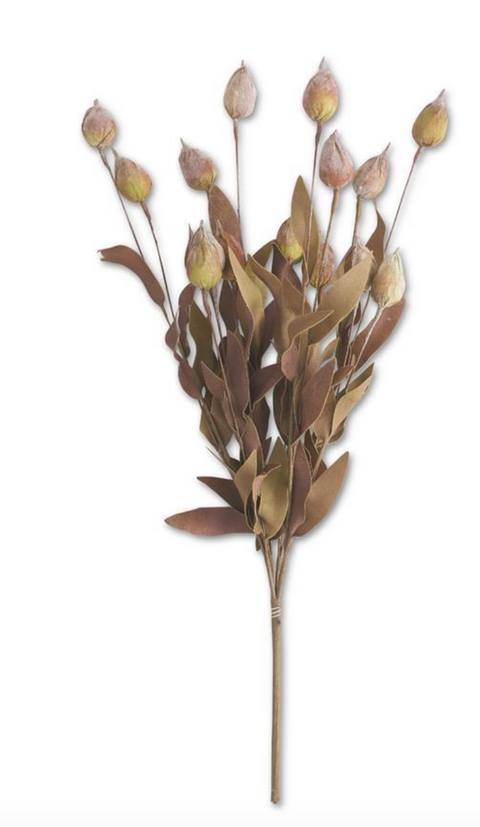 Burgundy & Green Sleepy Silene Eva Bush, 24"