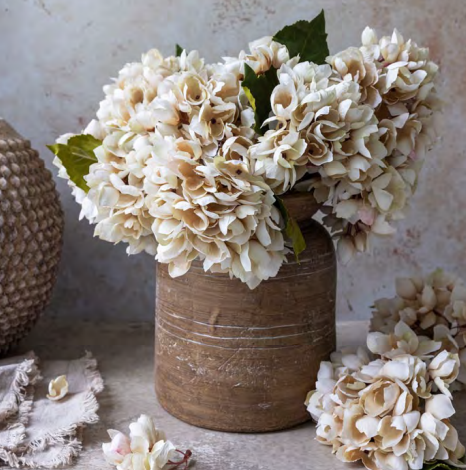 Hydrangea Morning Mist