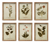 Wood Framed Glass Wall Décor w/ Botanical, Multi Color, 6 Styles