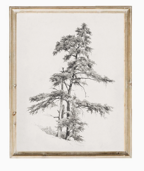 Tree Sketch Framed Art