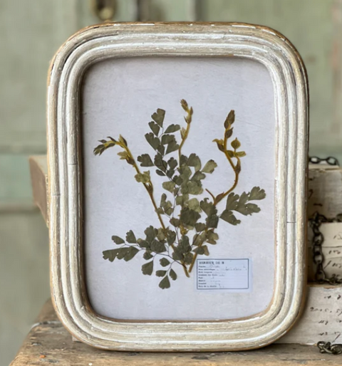 Fern Botanical Frame, 2 Styles
