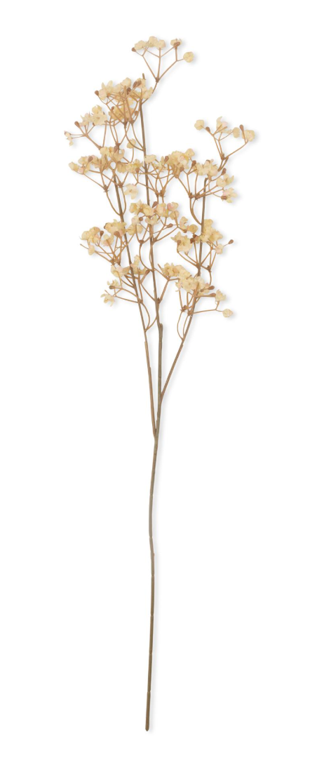 Gypsophila Cream