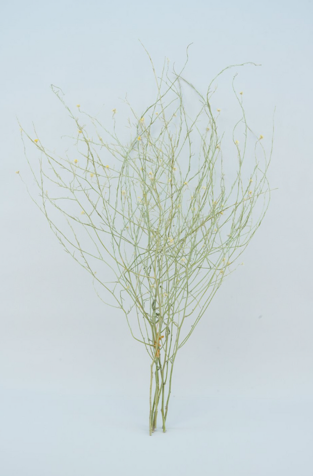 Dried Green Mustard Branch