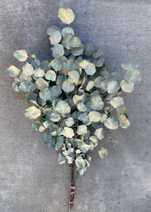 Dried Eucalyptus, Silver Dollar