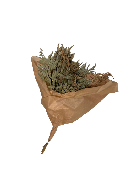 Dried Leatherfeaf Fern