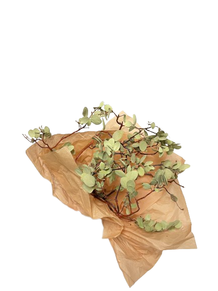 Dried Manzanita