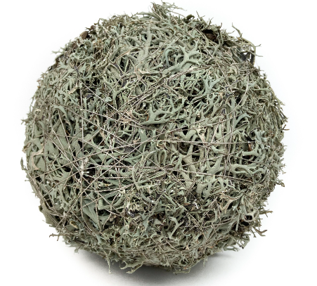 Grey Moss Ball, Two Sizes